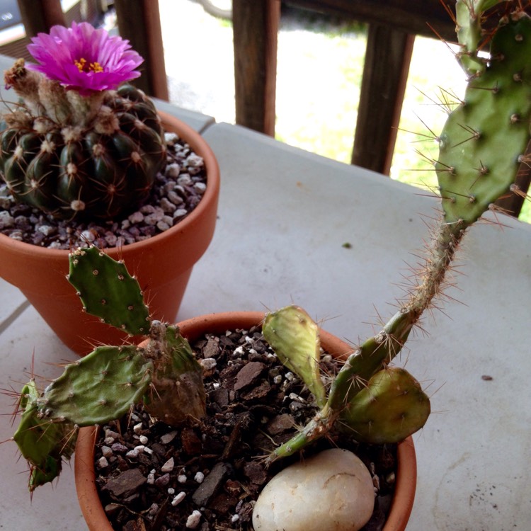 Plant image Opuntia Argentina