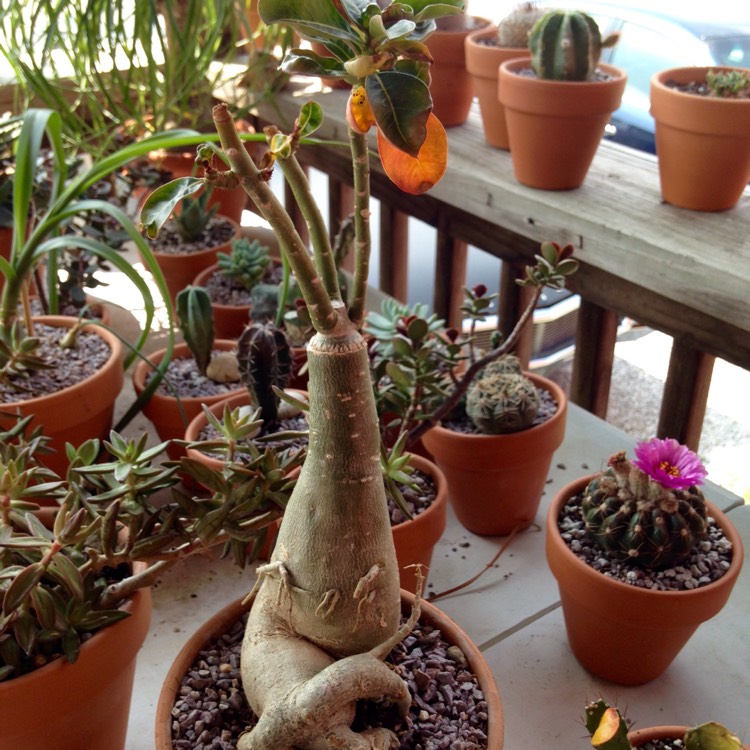 plant image 696110