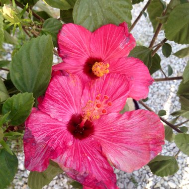 Hibiscus rosa-sinensis