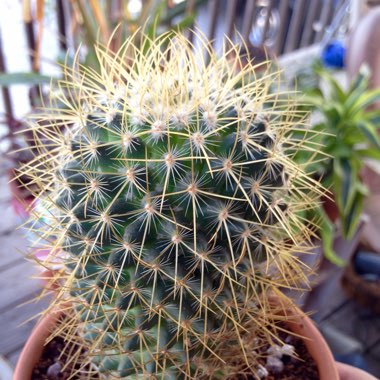 Mammillaria rhodantha