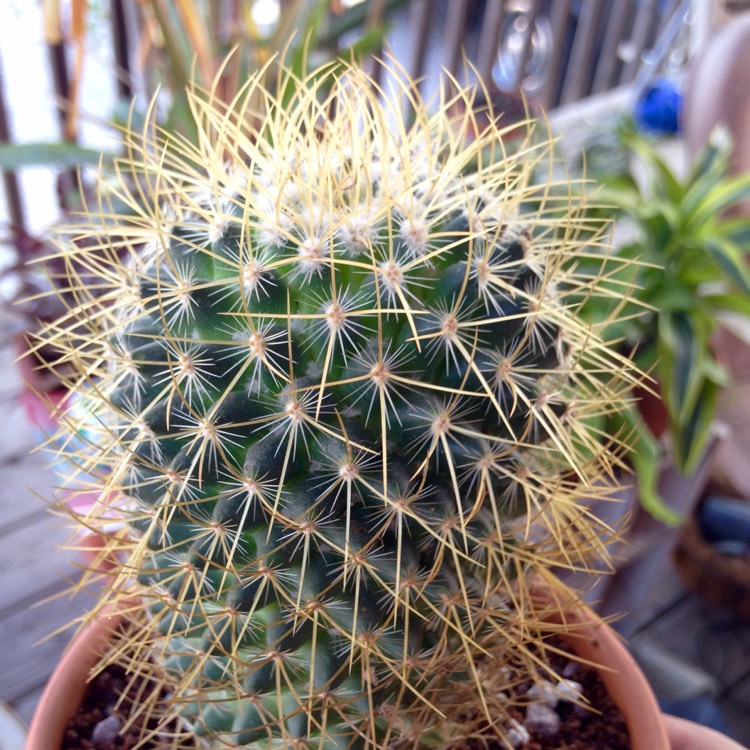 plant image 700728