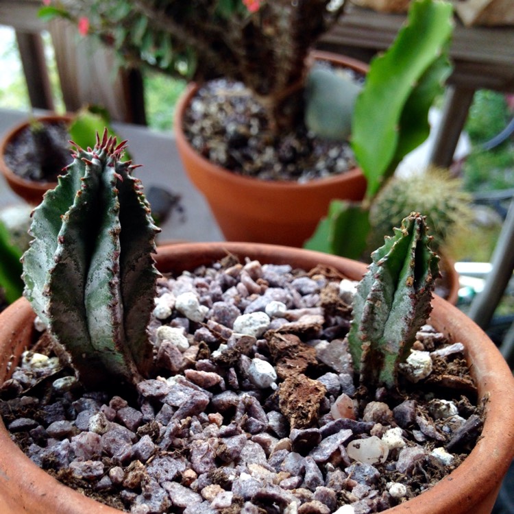 plant image 702153