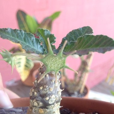Dorstenia Horwoodii