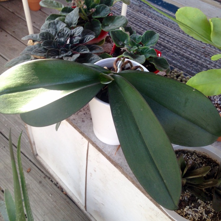 plant image 706305