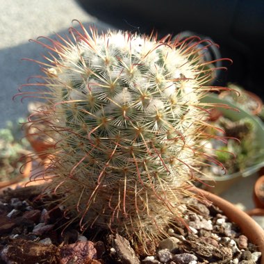 Mammillaria bombycina