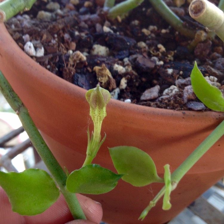 plant image 712098