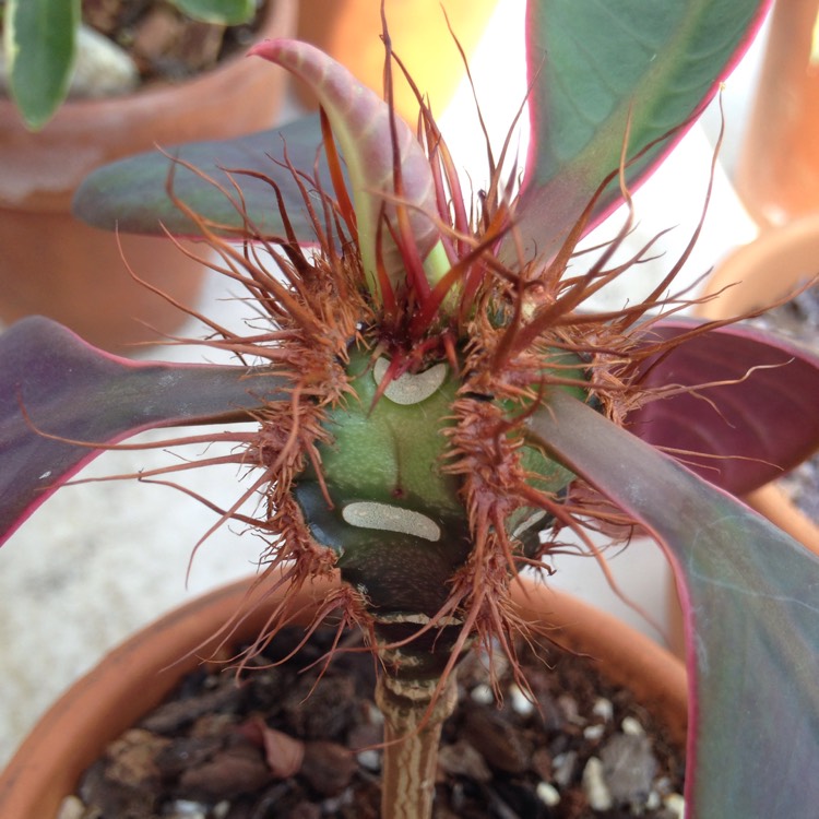 Plant image Euphorbia neohumbertii