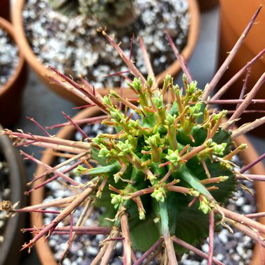 Euphorbia horrida var. noorsveldensis