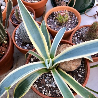 Agave Americana 'Marginata'