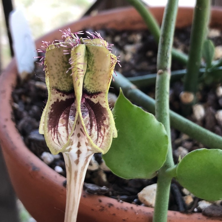 Plant image Ceropegia Sandersonii X Nilotica