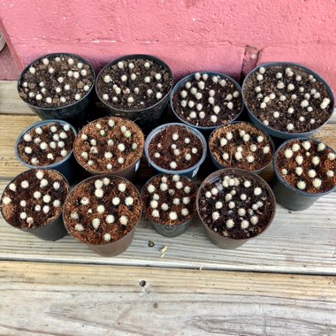 Mammillaria columbiana