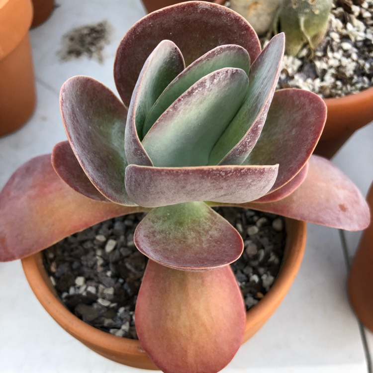 plant image 738488 plant image 738488