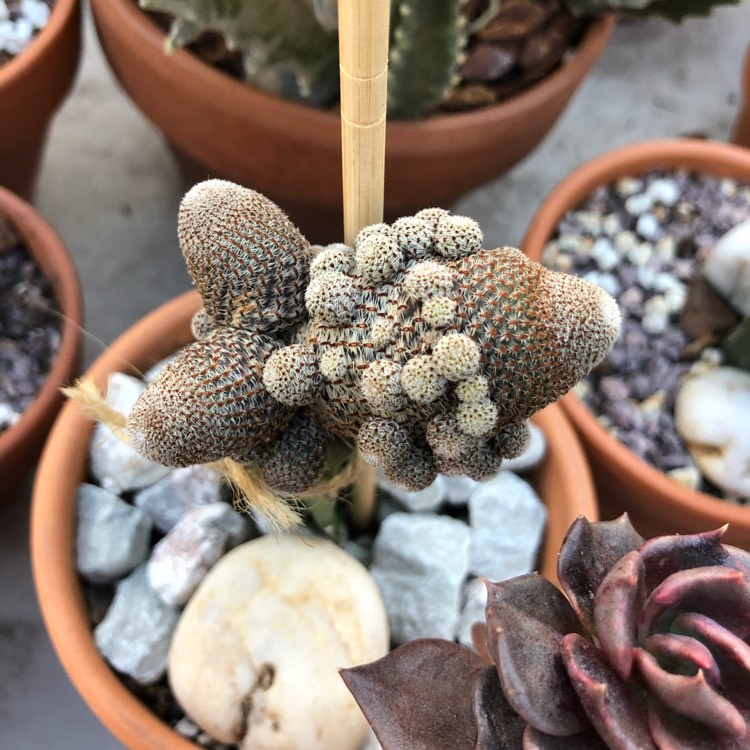 plant image 738507