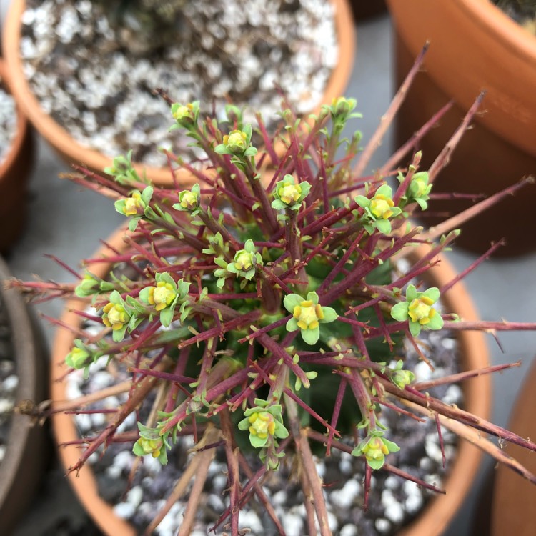 plant image 740597