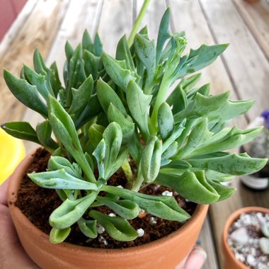 Senecio kleiniiformis