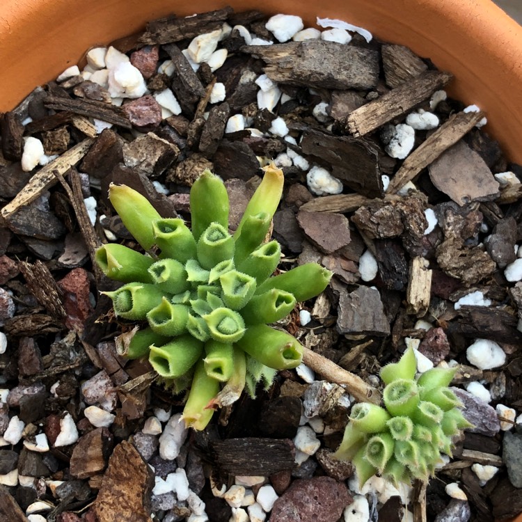 plant image 747202
