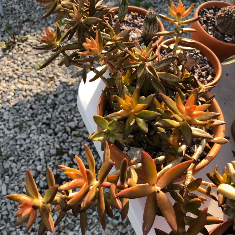 plant image 747204