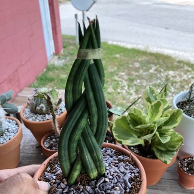 Sansevieria cylindrica