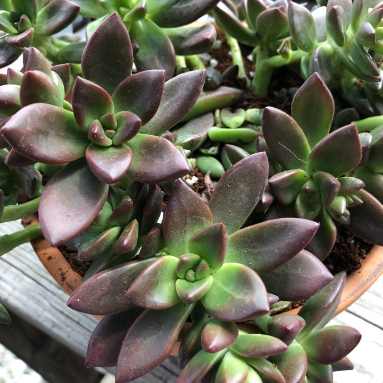plant image 748388 plant image 748388