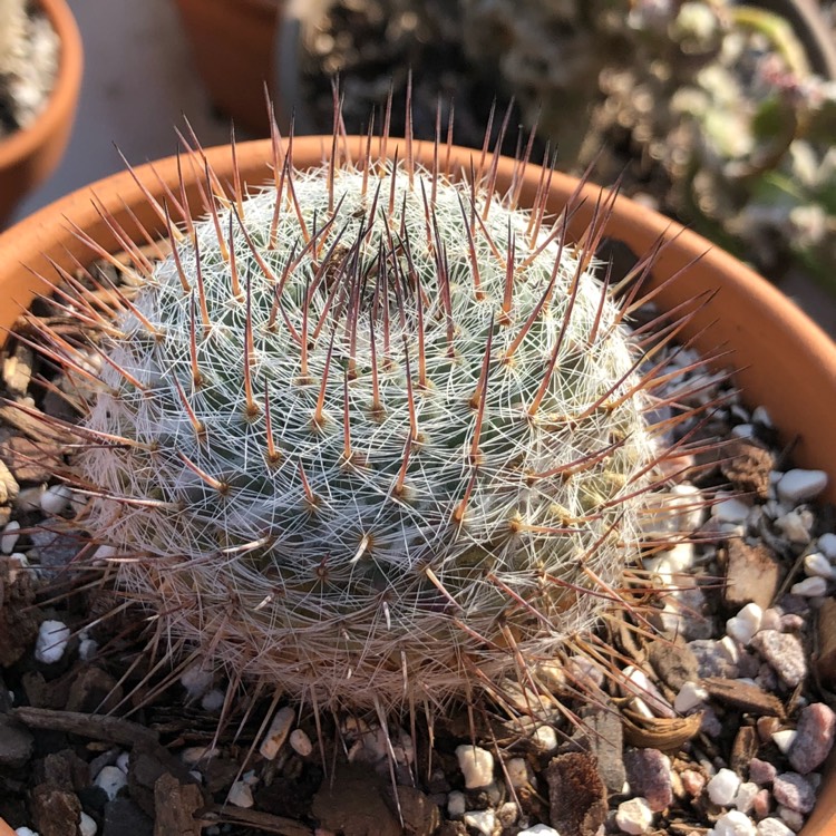 plant image 748408