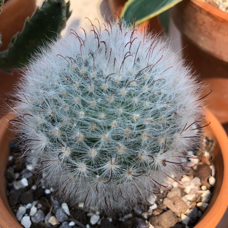 plant image 751382