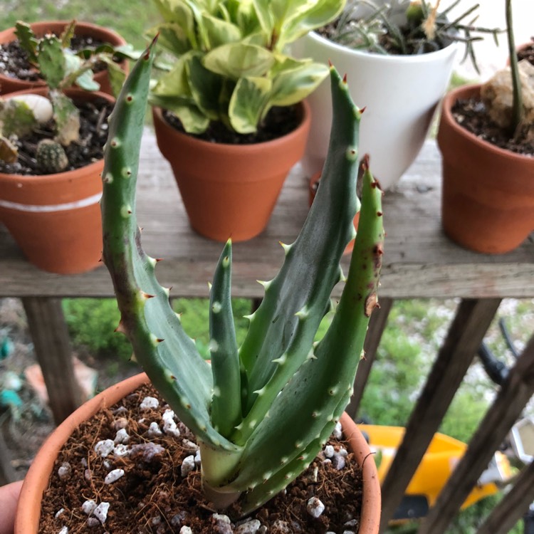 plant image 752580