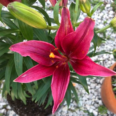 Lilium (Asiatic)
