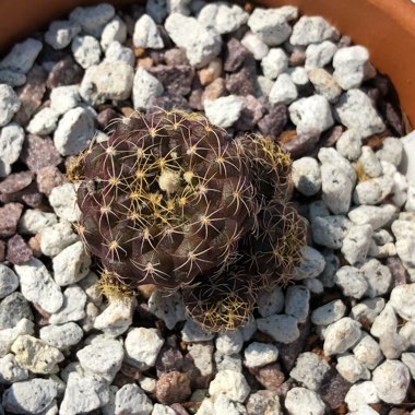 Frailea Friedrichii