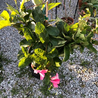 Mandevilla syn. Dipladenia