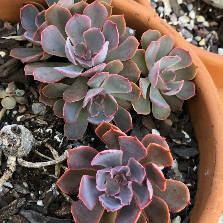 plant image 755068