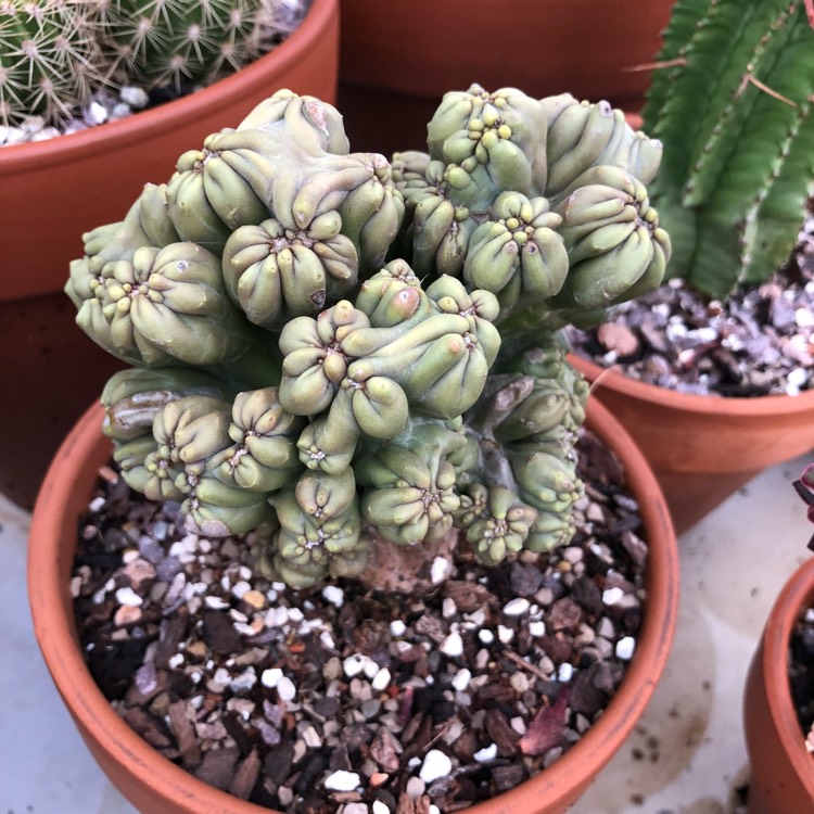 plant image 756444