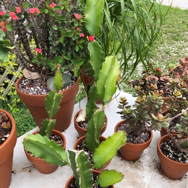 Hylocereus undatus
