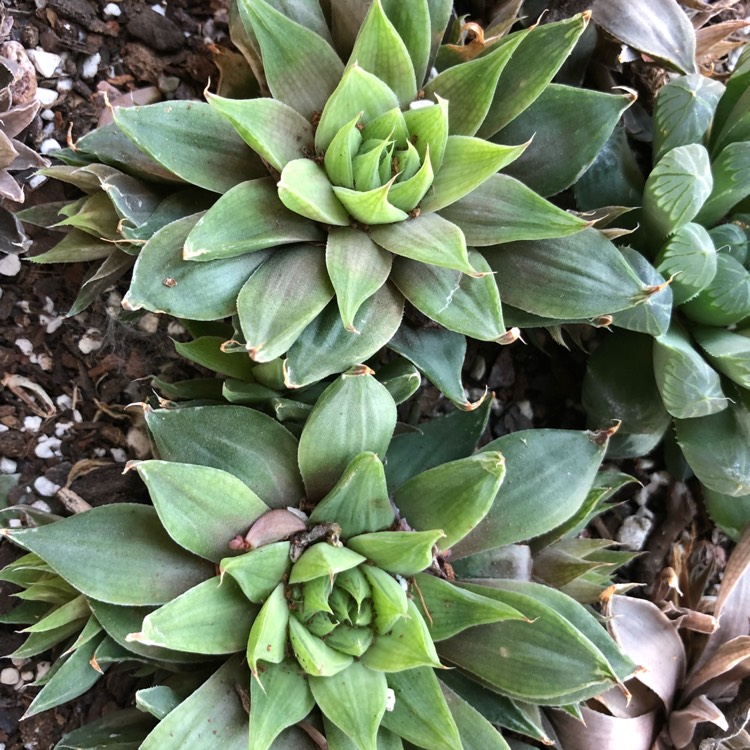 plant image 767092