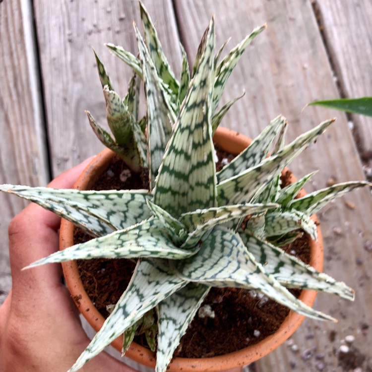 Plant image Aloe 'Blizzard'