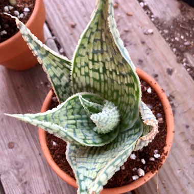 Aloe 'Snowstorm'
