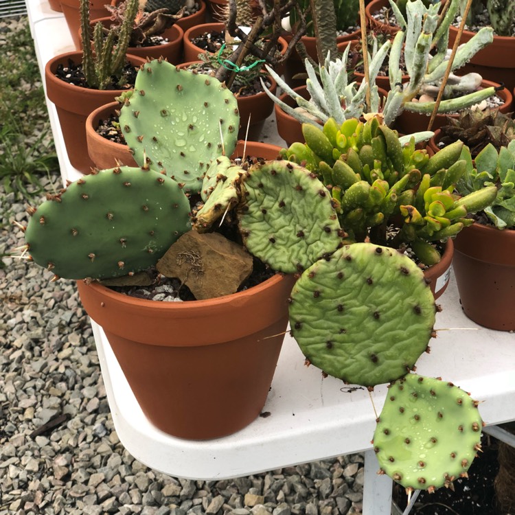 Plant image Opuntia humifusa