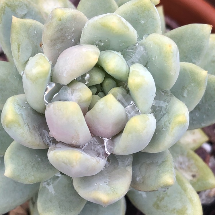 plant image 773659 plant image 773659