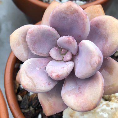 Graptopetalum Murasaki