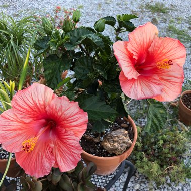 Hibiscus rosa-sinensis