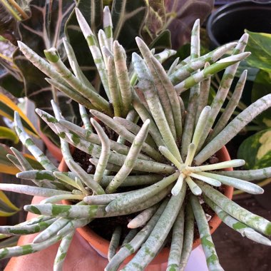 Senecio Scaposus