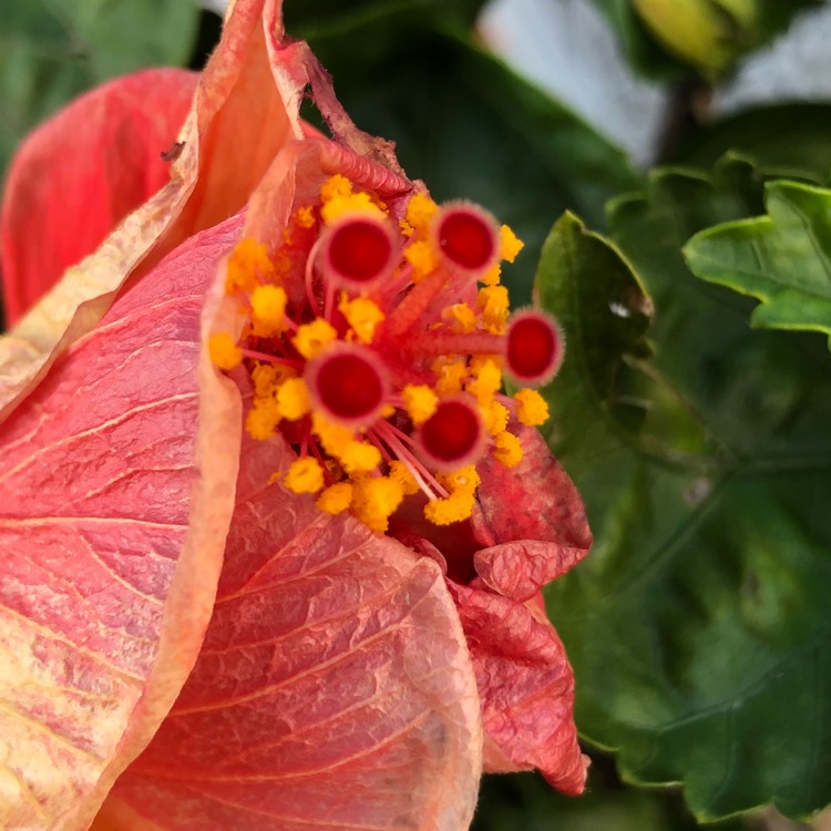 plant image 788788 plant image 788788