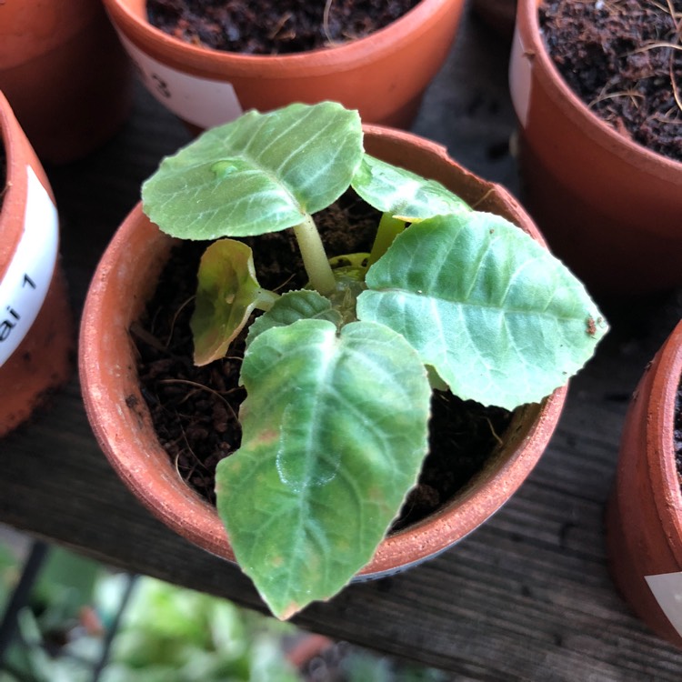 plant image 794651