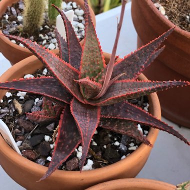 Aloe 'Christmas Carol'