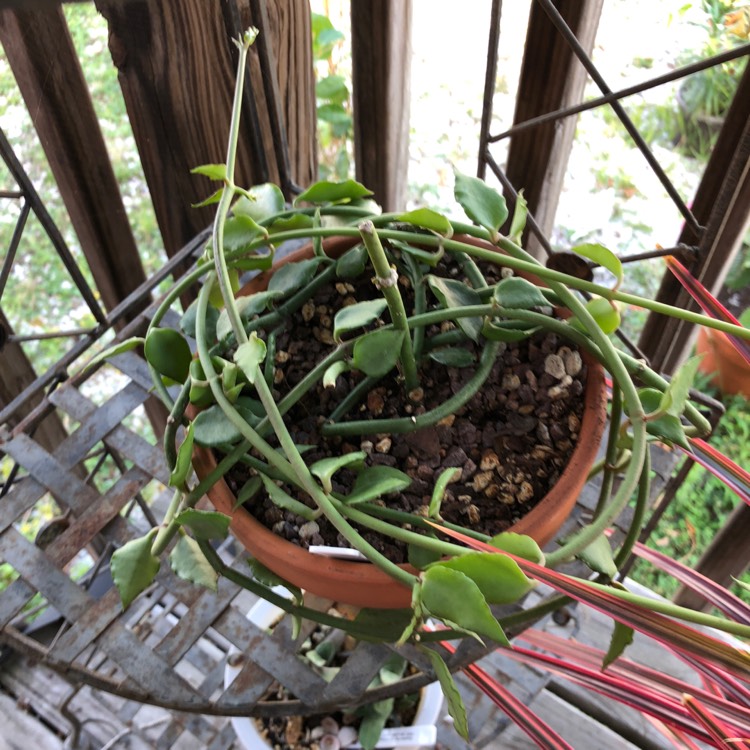 plant image 800984