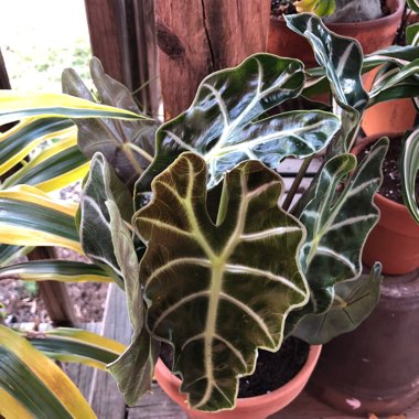 Alocasia x amazonica 'Polly'