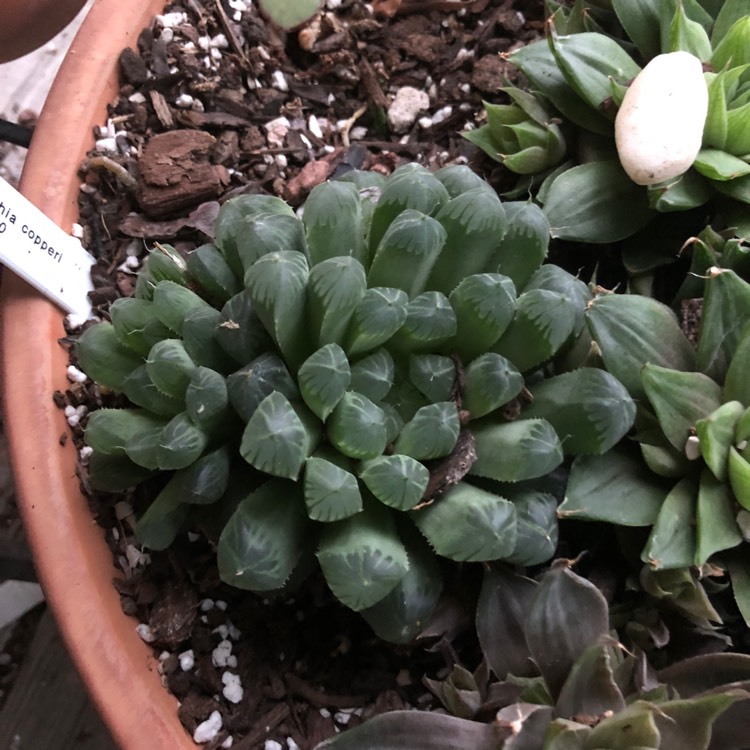 plant image 802336