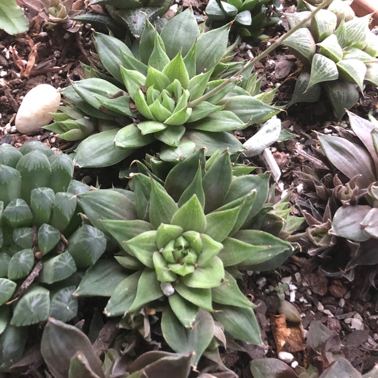plant image 802342