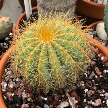 Parodia Magnifica