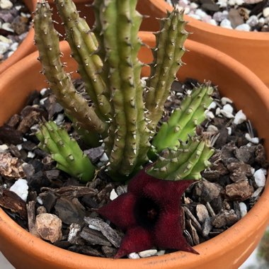 Huernia Schneideriana