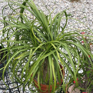 Beaucarnea recurvata